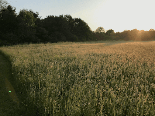 The Meadows under sunset in mid-autumn.