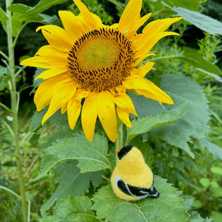 A needle-felted male American goldfinch in breeding plumage sits on a sunflower leaf facing 3/4 towards the right, partially showing its back. Above the borb is a sunflower in full bloom. 