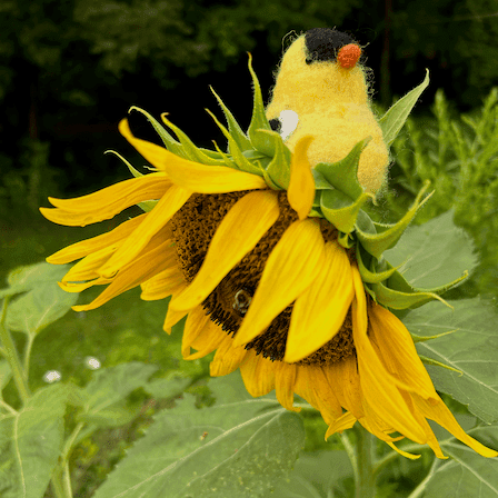 A needle-felted male American goldfinch in breeding plumage sits on the back of a sunflower head in full bloom. A bumble bee forages on the sunflower's face. The sunflower is facing towards the left.