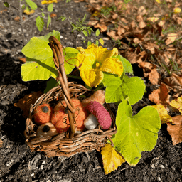 A small viney basket sits on the ground next to a butternut squash plant. The basket holds a mushroom, a butternut squash, and three pumpkins of different shades of orange.