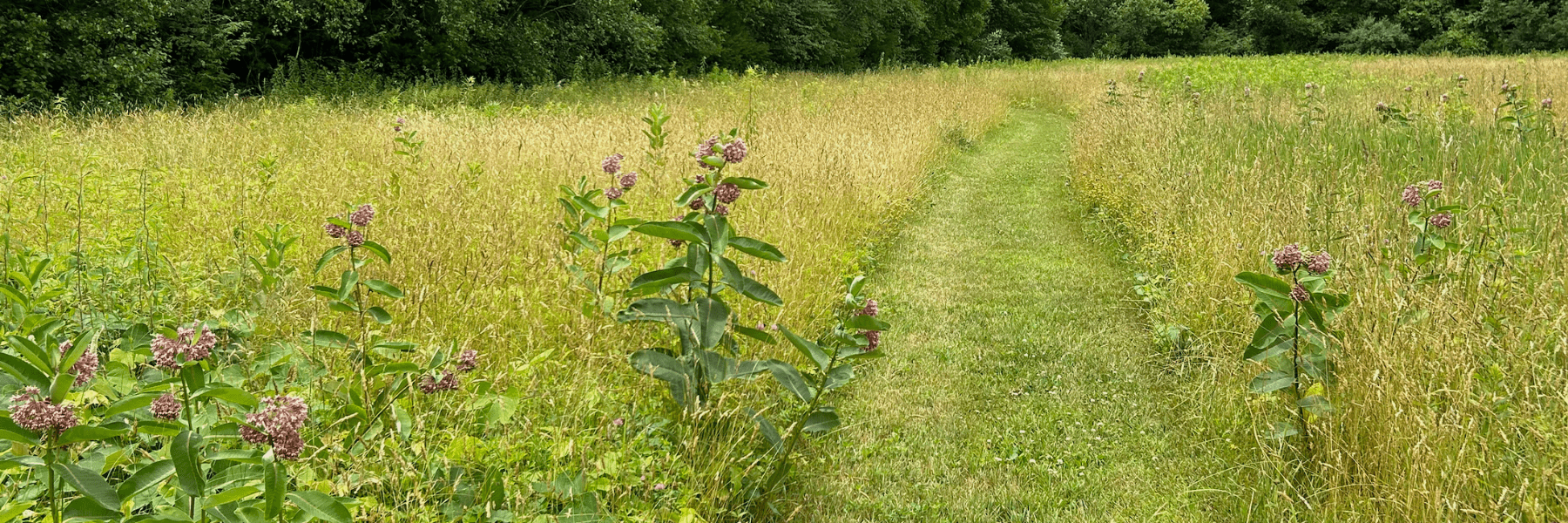 Banner image showing a mowed path in tall meadow grasses with pink milkweed flowers in full bloom.